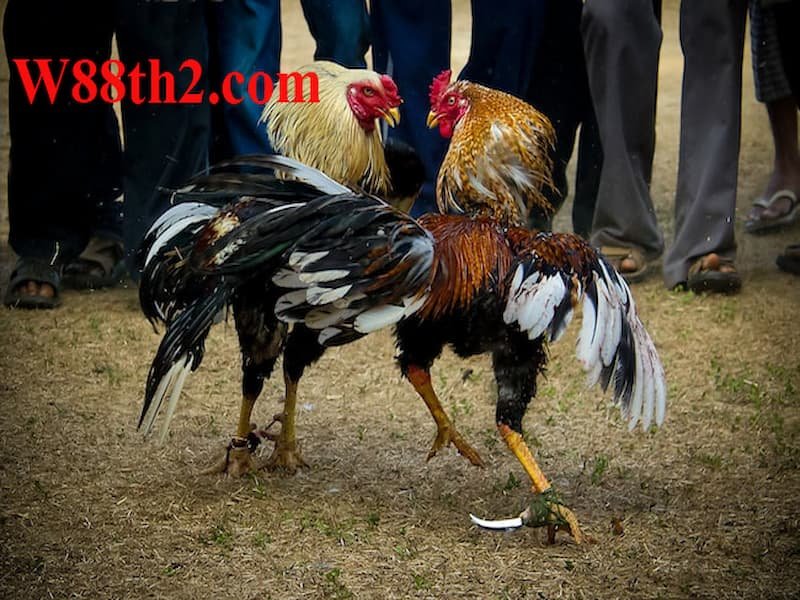 ไก่ชนออนไลน์ ไก่ชนออนไลน์