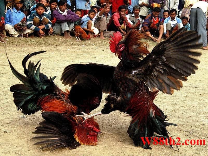 ไก่ชนออนไลน์ ไก่ชนออนไลน์