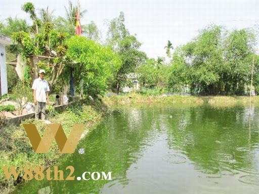 ฝันเห็นบ่อปลาตีเป็นเลขอะไร